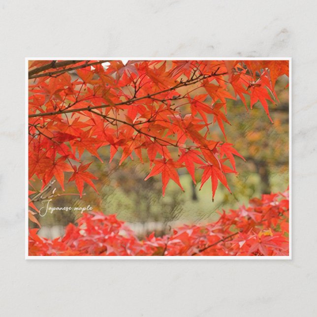 Postal Japanese Maple: Autumn Leaves (Anverso)
