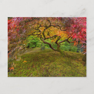 Postal Japanese maple tree in autumn color