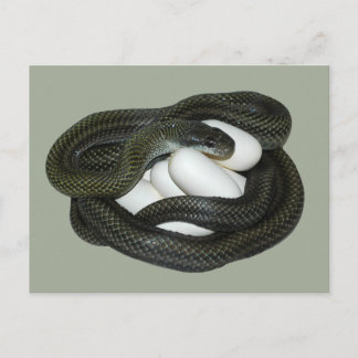 Postal Japanese Rat Snake, beautifull and caring mother!