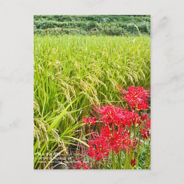 Postal JAPANESE SHANGRI-LA [Postcard] (Anverso)