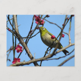 Postal Japanese white-eye: Japan