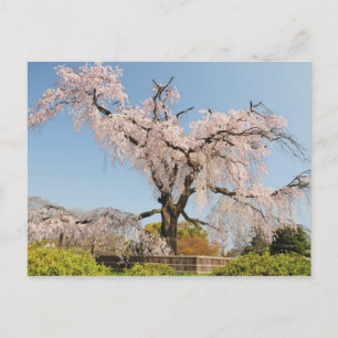 Postal Japón, Kyoto. Árbol de cerezo llorón bajo cielo az