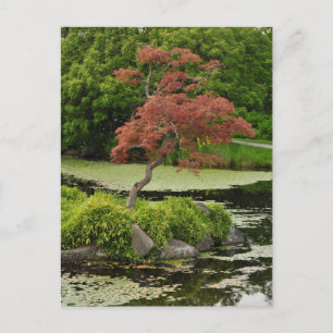 Postal japonesa de arce y estanque de jardín