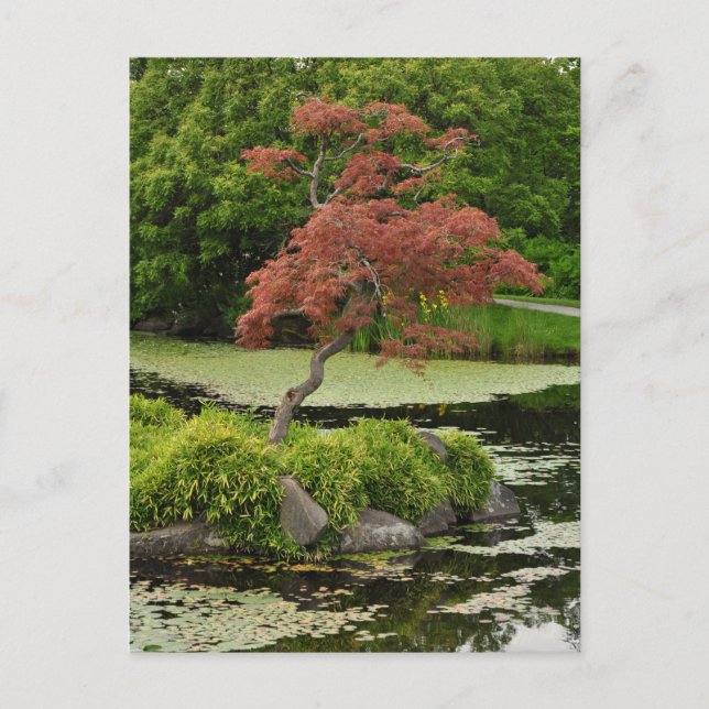 Postal japonesa de arce y estanque de jardín (Anverso)