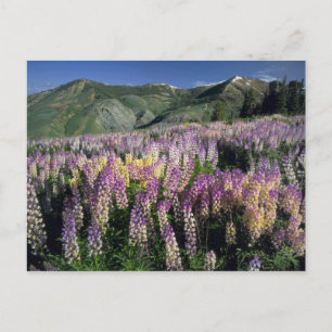 Postal JARBIDGE WILDERNESS, NEVADA. EE.UU. Spur lupine