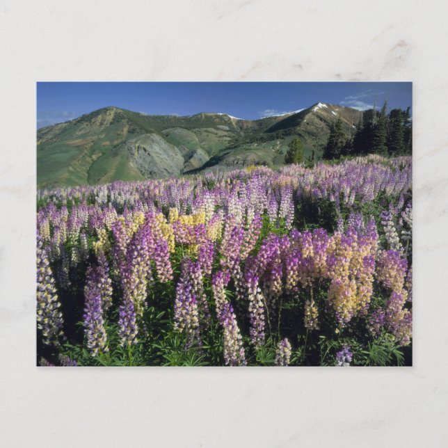 Postal JARBIDGE WILDERNESS, NEVADA. EE.UU. Spur lupine (Anverso)