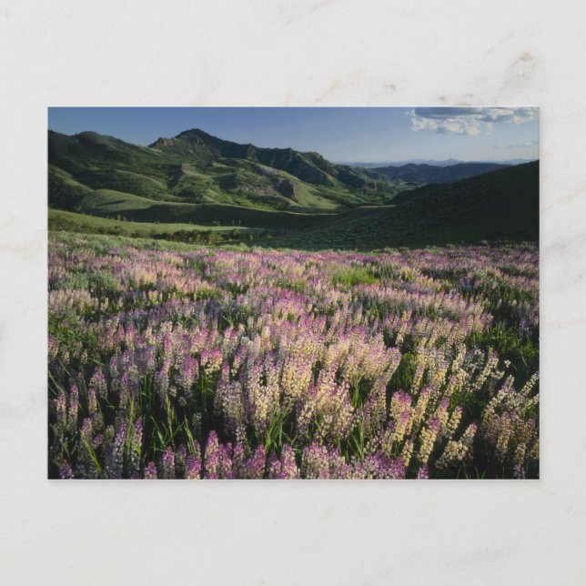 Postal Jarbridge Wilderness and Mountains, Nevada, Spur (Anverso)