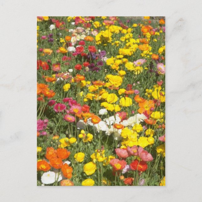 Postal Jardín (Anverso)