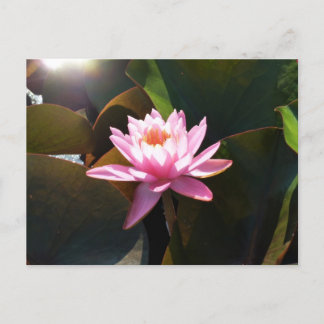 Postal Jardín acuático de color rosa y floral iluminado p