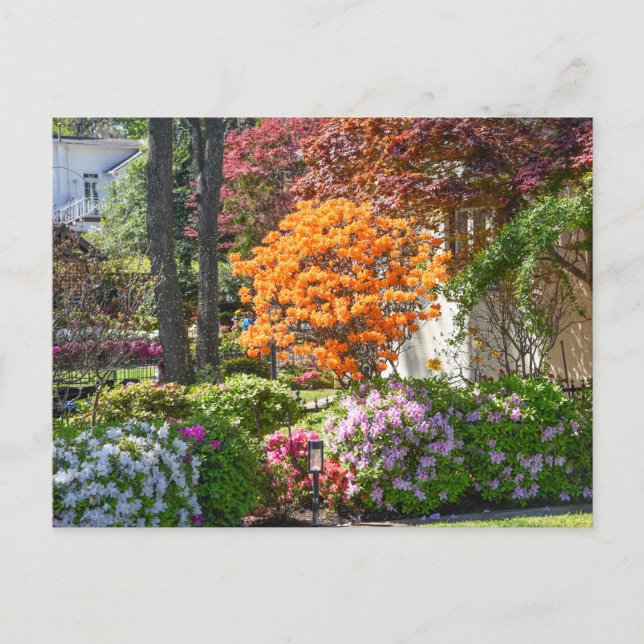 Postal Jardín Azalea Trail en Tyler, Texas (Anverso)
