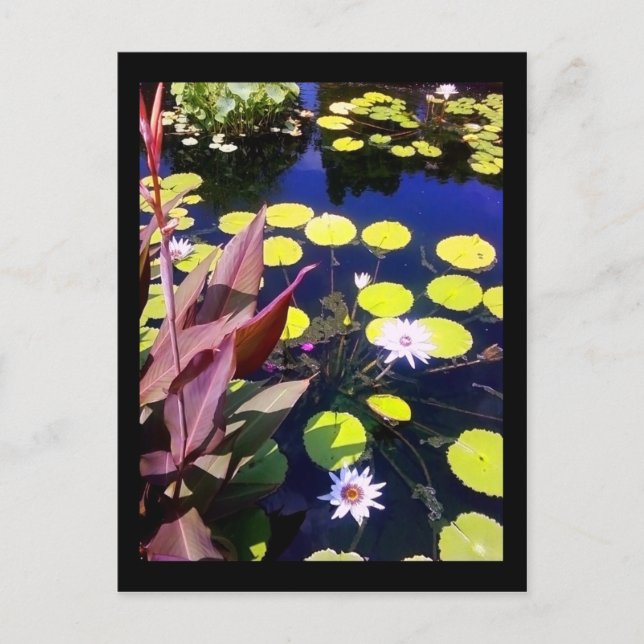 Postal jardín botánico de chicago (Anverso)