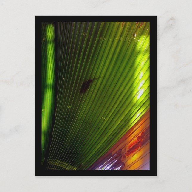 Postal jardín botánico de chicago (Anverso)