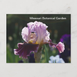 Postal Jardín Botánico de Misuri-Iris