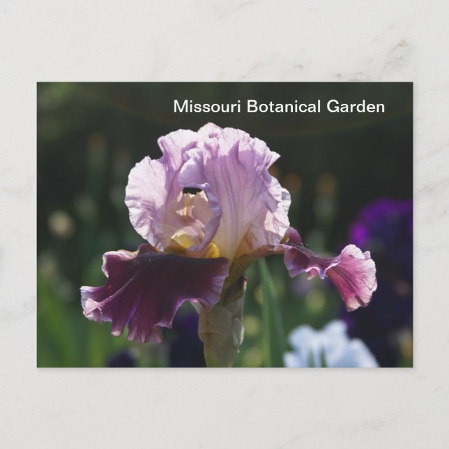 Postal Jardín Botánico de Misuri-Iris (Anverso)