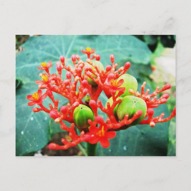 Postal Jardín Botánico Piñeres, Turbaco, Colombia (Anverso)