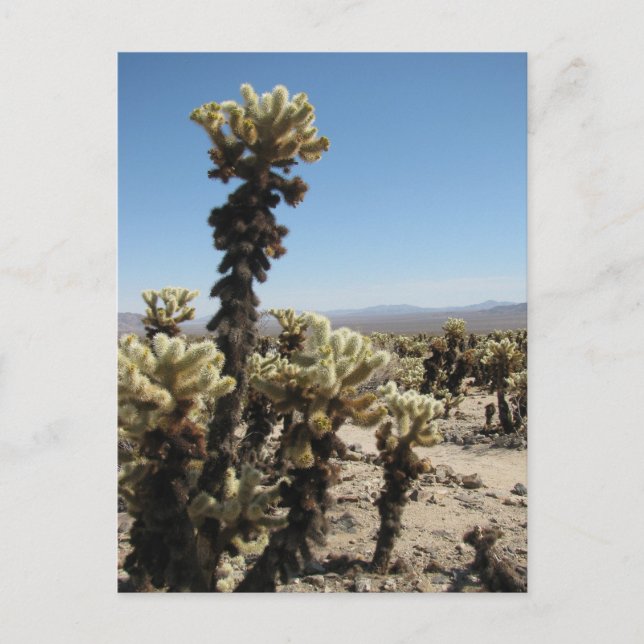 Postal Jardín Cholla -Joshua Tree (Anverso)