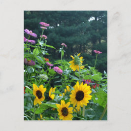 Postal Jardín con vistas, margaritas, cosmos, girasoles