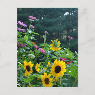 Postal Jardín con vistas, margaritas, cosmos, girasoles
