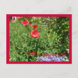 Postal Jardín de amapola silvestre