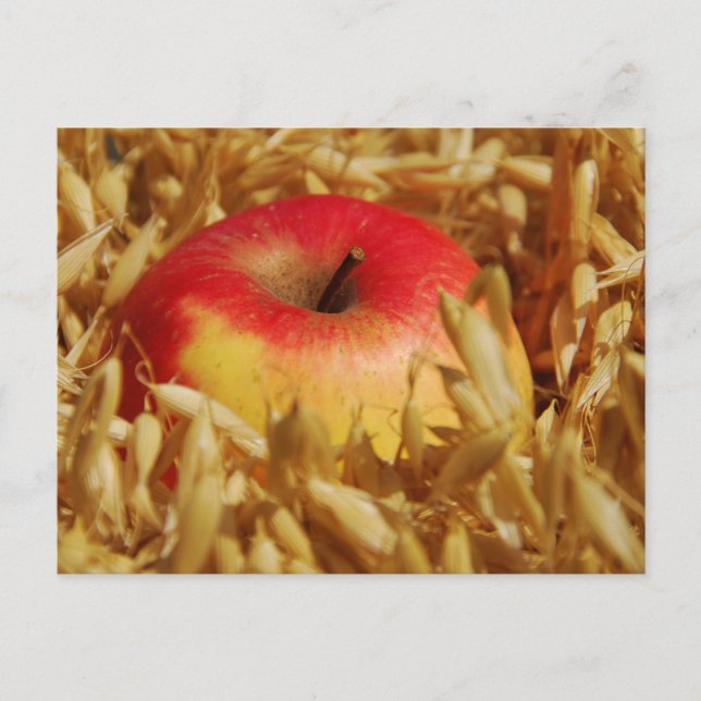 Postal Jardín de cabañas, Rosalinde (Anverso)