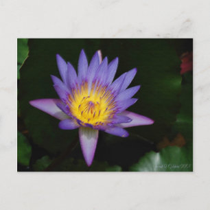 Postal jardín de eden