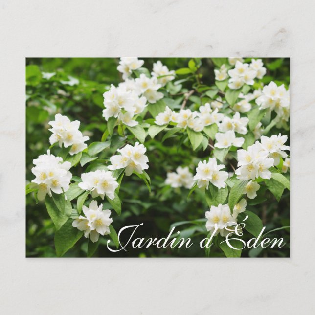 Postal Jardín de Edén (Anverso)