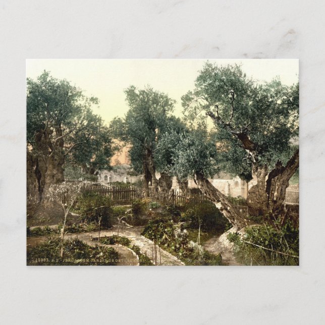 Postal Jardín de época de Gethsemane Jerusalén Israel 189 (Anverso)