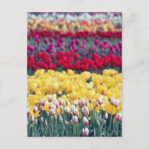 Postal jardín de exhibición de tulipanes en el valle de S
