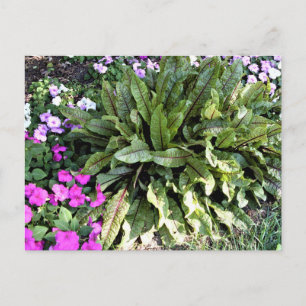 Postal Jardín de flores de Acedera de Venas Rojas Impatie
