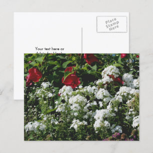 Postal Jardín de flores de hibisco y flox personalizado