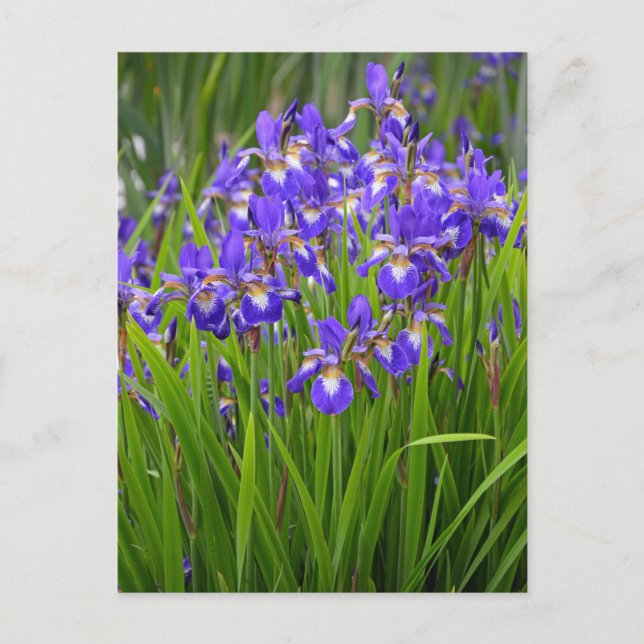 Postal Jardín de flores de iris morado (Anverso)