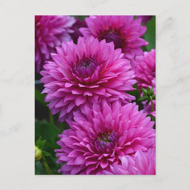 Postal Jardín de flores moradas de dahlia (Anverso)