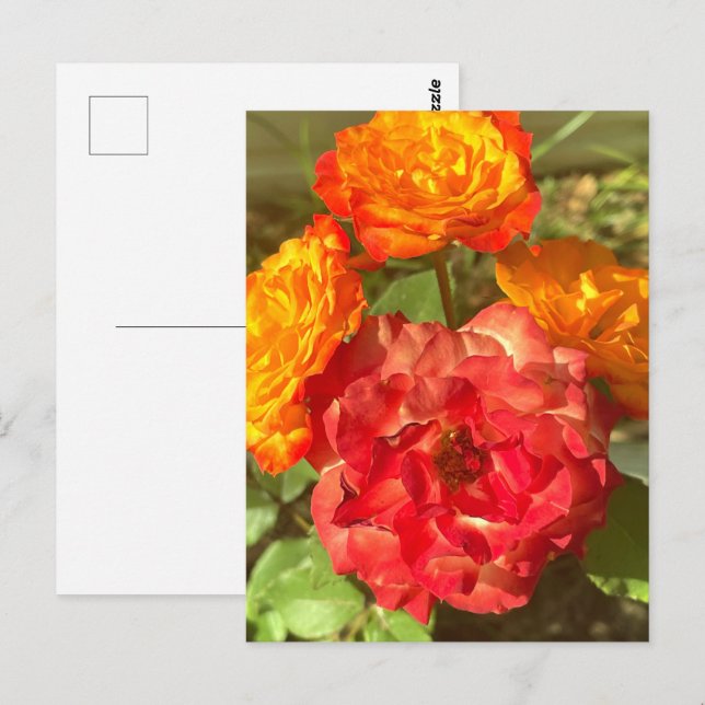 Postal Jardín De Flores Rojas Y naranja (Anverso / Reverso)