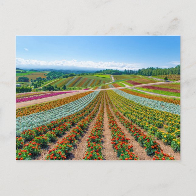 Postal Jardín de flores | Shikisai No Oka Flower Farm (Anverso)