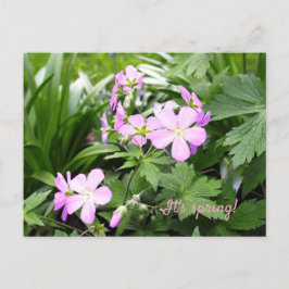 Postal Jardín de Geranios salvajes de las flores de prima