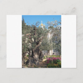 Postal Jardín De Gethsemane