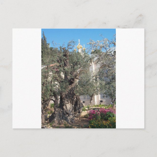 Postal Jardín De Gethsemane (Anverso)