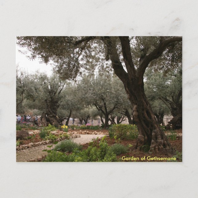 Postal Jardín de Gethsemane (Anverso)