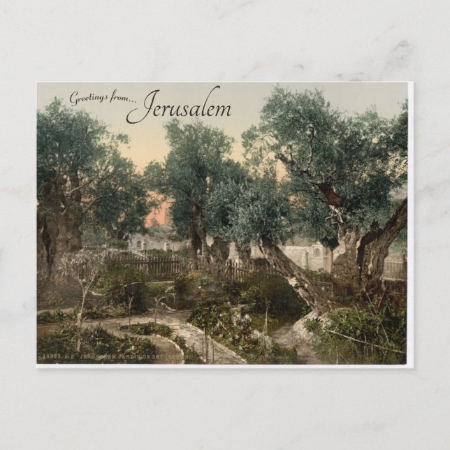 Postal Jardín de Gethsemane Jerusalén (Anverso)