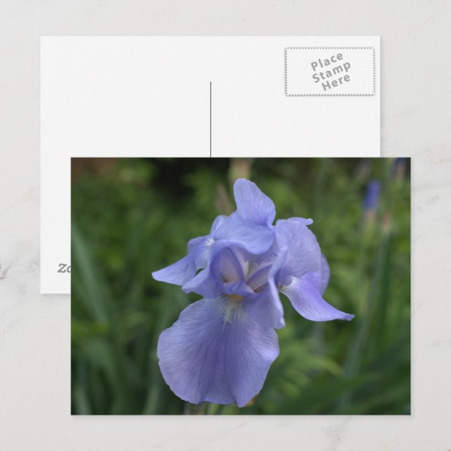 Postal Jardín de Iris de Periwinkle Bonito (Anverso / Reverso)