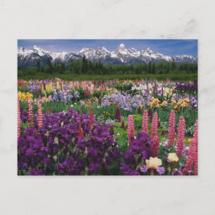 Postal jardín de Iris y Lupino y cordillera Teton,