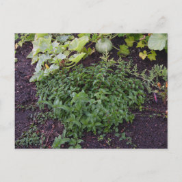 Postal Jardín de la Casa de la Moneda