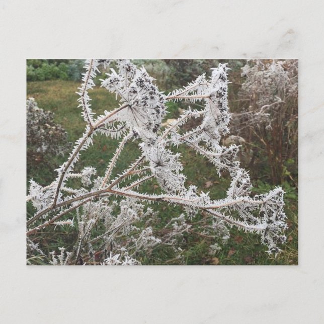 Postal Jardín de la mañana helado (Anverso)