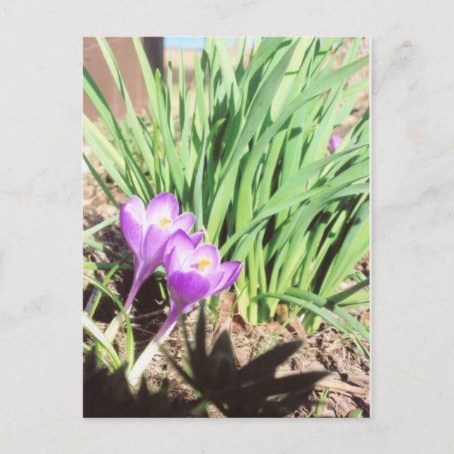 Postal Jardín de la primavera de la abuela (Anverso)