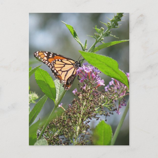 Postal Jardín de mariposas (Anverso)