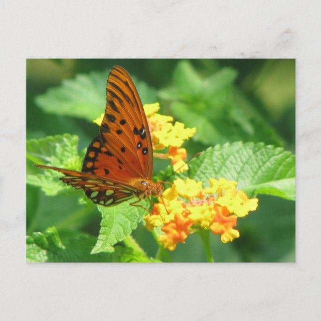 Postal Jardín de mariposas (Anverso)