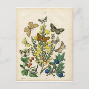 Postal Jardín de mariposas