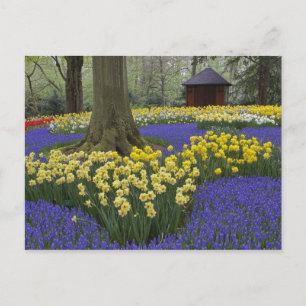Postal Jardín de narcisos, jacintos de uva y tulipanes,