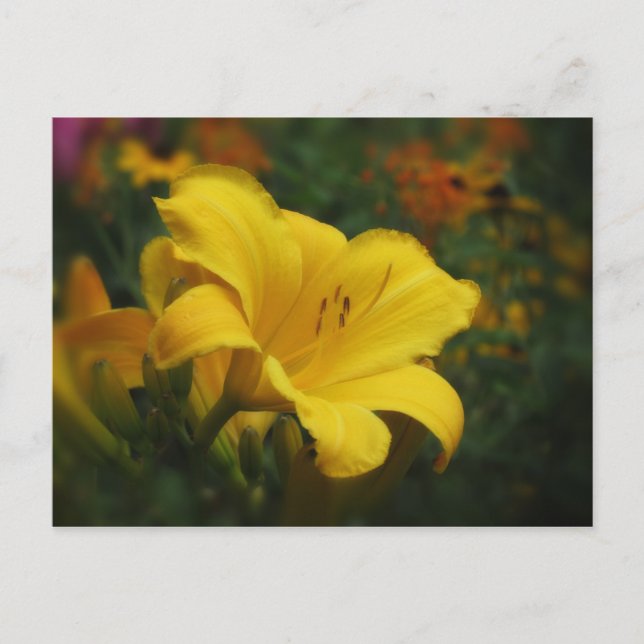 Postal Jardín de palomitas - Daylily (Anverso)