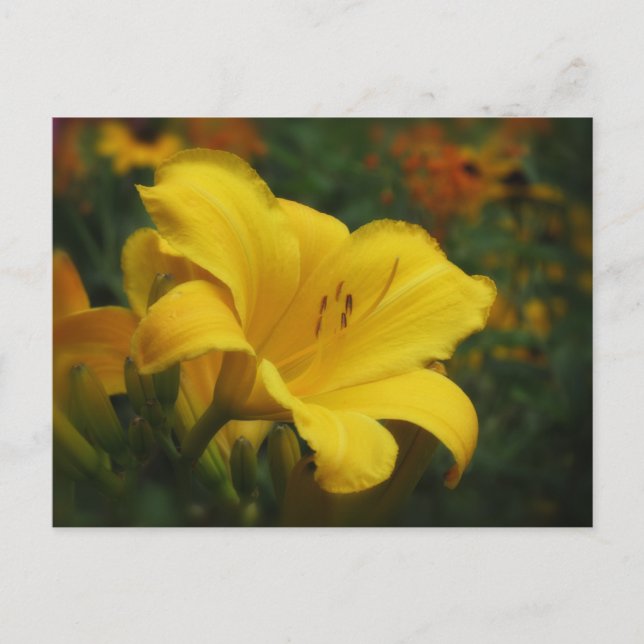 Postal Jardín de palomitas - Daylily (Anverso)
